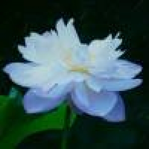 用老人机玩王者荣耀,扶我起来我还能再战!