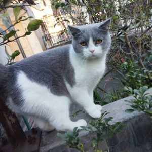 沙鸥的机智问答,唱歌。