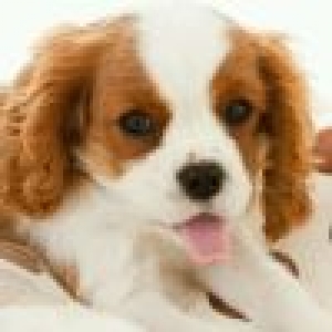 金太狼的幸福生活:金亮向宋丹丹透露职业, 结果